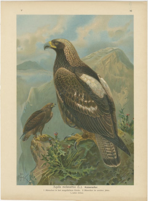 Birds of Prey, Complete Set of 10 Chromolithographs, Eagles & Falcons c1890, view 4