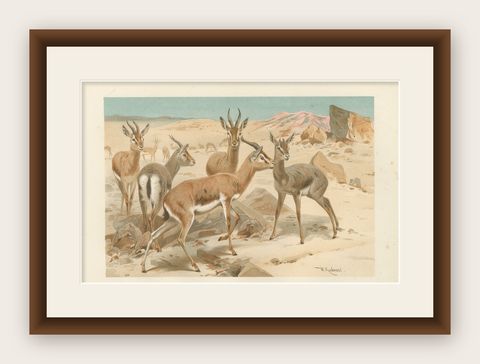 Dorcas Gazelle, Antique Desert Antelope Chromolithograph, 1894, shown framed