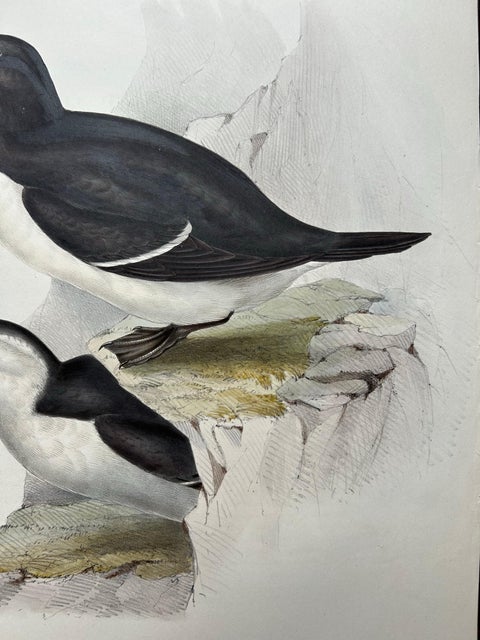 Elegant Hand-Colored Print of the Razor-Bill Auk by John Gould, c.1832, view 6