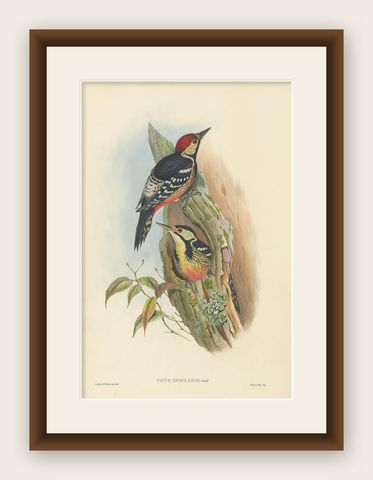 Antique Bird Print of the Formosan Spotted Woodpecker by Gould, circa 1850, shown framed