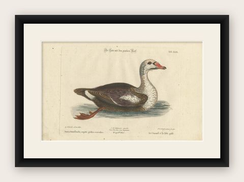 Hand-Colored Engraving of the Duck with a Grey Head by Johann Seligmann, ca.1770, shown framed