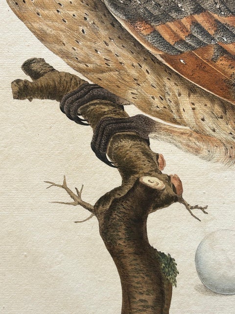 Strix Flammea, Antique Barn Owl Print by Nozeman & Sepp, 1829, view 7