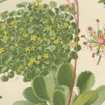 Botanical Prints: Creeping Sailor, London Pride and Thick-Leaved Saxifrage, 1897, close-up 2
