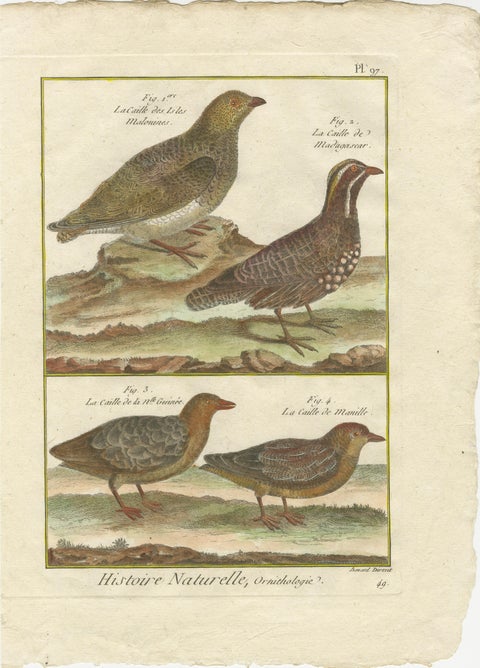 Hand-Colored Engraving of Global Quail Species from Histoire Naturelle, 1790, view 2