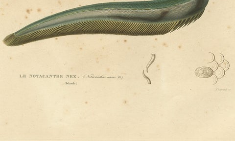 Antique Hand-Colored Fish Print of the Snub-Nosed Spiny Eel, 1842, close-up 2