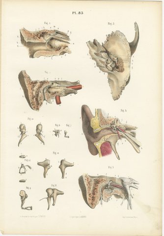 The Middle Ear and the Ossicles, Antique Hirschfeld Anatomy Print, 1866, view 2