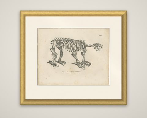 Megatherium Skeleton Lithograph, Giant Ground Sloth, Brodtmann c.1830, shown framed