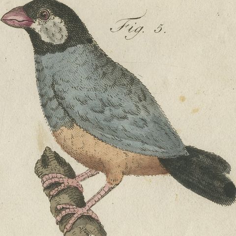Tanagers and Java Sparrow Songbirds, Antique Bertuch Print, circa 1805, close-up 5