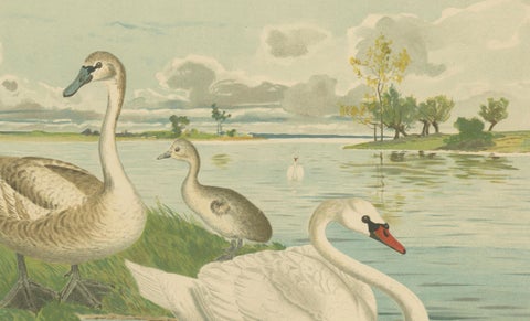 Swans on a Quiet Lake, Graceful Antique Bird Chromolithograph c.1880, close-up 4