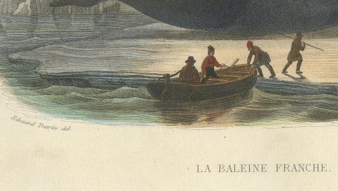 La Baleine Franche (Right Whale), Hand-Colored Engraving, 1840, close-up 4