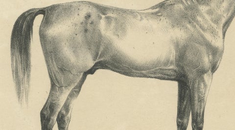 Antique Arabian Horse Lithograph Sultan Mahmoud, Stuttgart 1846, close-up 3