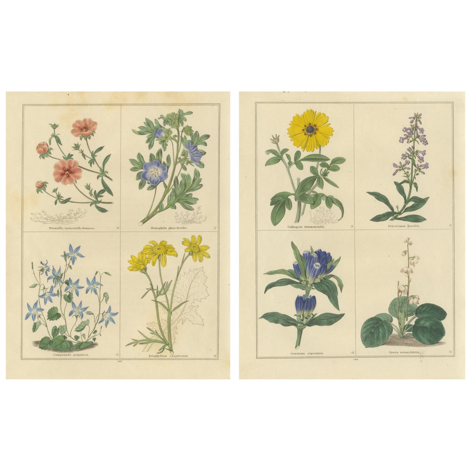 Pair of Botanical Engravings from The Botanic Garden by B. Maund, London c.1836