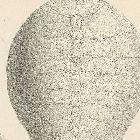 Antique Print of the Zambezi Flapshell Turtle, close-up 1