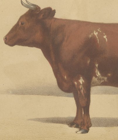 Ayrshire Cow, Scottish Dairy Cattle Chromolithograph by Olivier de Penne, 1863, close-up 2