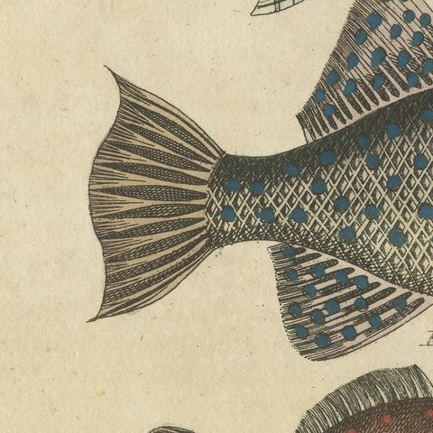 Triggerfish and Filefish from Tropical Reefs, Antique Bertuch Print, circa 1815, close-up 5
