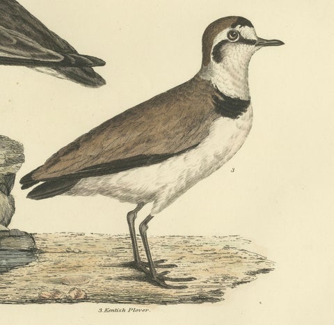 Large Engravings of Plovers in Contrast - Age and Species, 1826, close-up 2