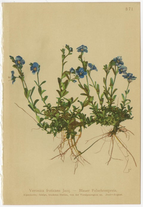 Antique Alpine Speedwell and Wulfenia Small Botanical Prints, Set of 8, 1897, view 3