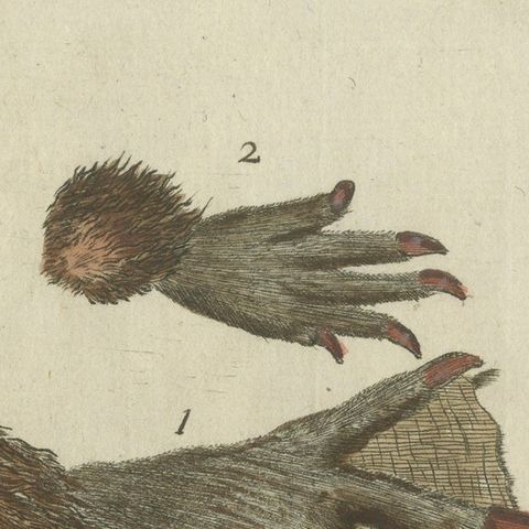 Patinca Rich Hand Colored Antique Print of a Beaver, Pubished in circa 1820, close-up 5