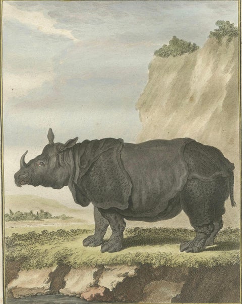 Striking Antique Rhinoceros Engraving, Buffon Hand-Coloured Print Amsterdam 1769, close-up 3