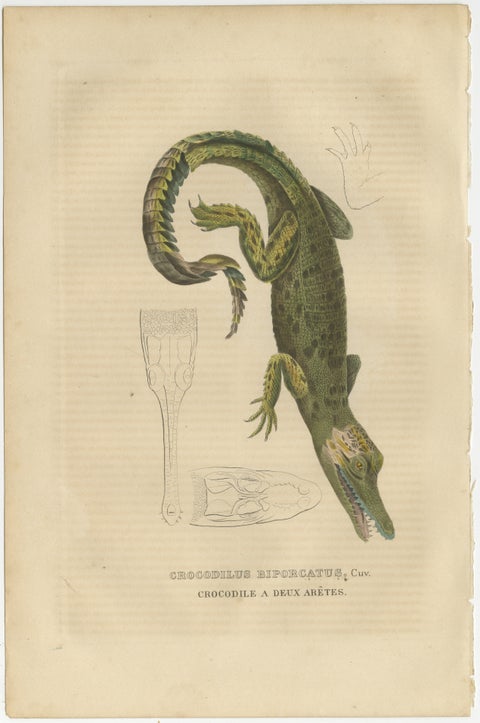 Old Hand-colored Print of a Cuban Crocodile, view 2