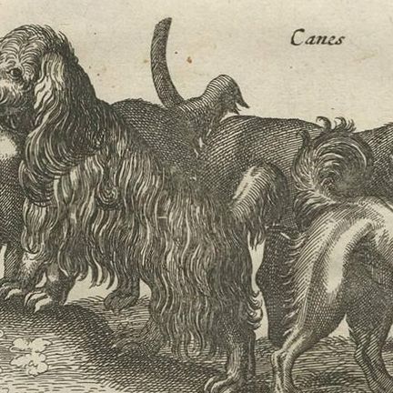 Antique Print of Various Dog Breeds "Tab LXIX" by J. Jonston, 1657, close-up 2
