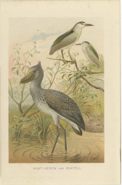 Antique Bird Prints Set Crane & Heron Tropical Birds Chromolithographs c.1895, view 4