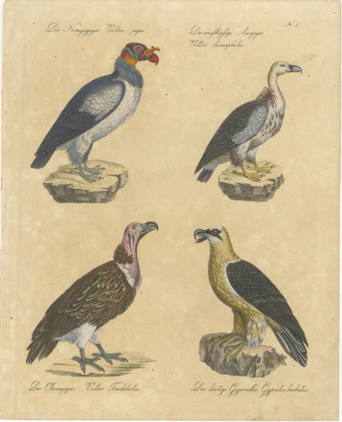 King Vulture, Griffon Vulture & Bearded Vulture Lithograph, 1816, view 2