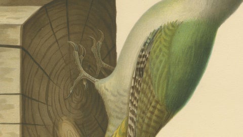 Grey-Headed Woodpecker on Timber Post, Swedish Bird Print, 1929, close-up 3