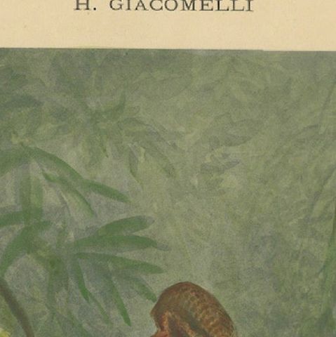 Kingfisher by the Water's Edge - Giacomelli’s Tranquil Nature Scene, Circa 1891, close-up 5