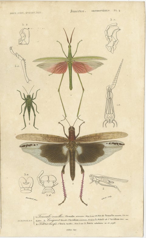 Set of 7 Antique Prints of a Grasshopper and other Insects, view 5