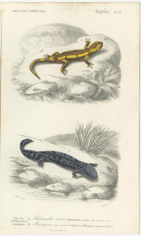 Set of 3 Antique Prints of a Chameleon and Other Reptiles, view 3
