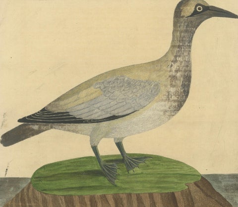 Antique Hand-Colored Engraving of The Island Goose by Eleazar Albin, circa 1730, close-up 5