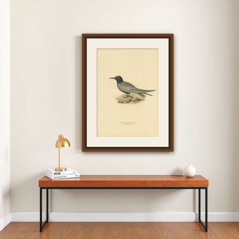 Antique Bird Print of the Black Tern by Von Wright, 1917, shown framed on a wall