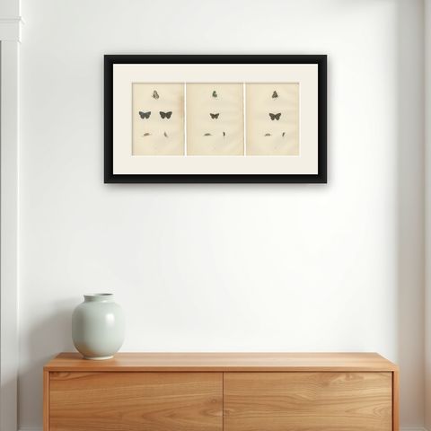 Triptych of Lepidoptera Elegance: Hand-Coloured Butterflies Published in 1890, shown framed on a wall
