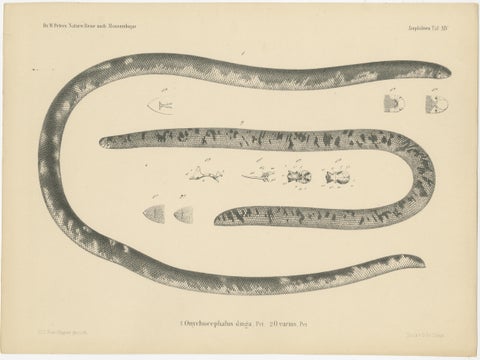 Antique Print of the African Giant Blind Snake, view 2