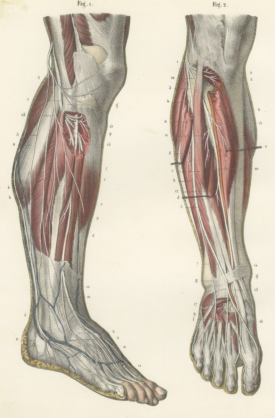 The Peroneal Nerves of the Leg, Antique Hirschfeld Anatomy Print, 1866