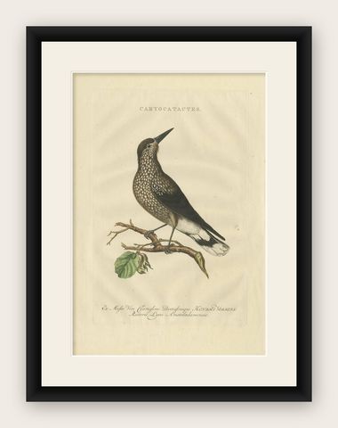 Spotted Nutcracker, Antique Bird Engraving by Nozeman and Sepp, 1770, shown framed