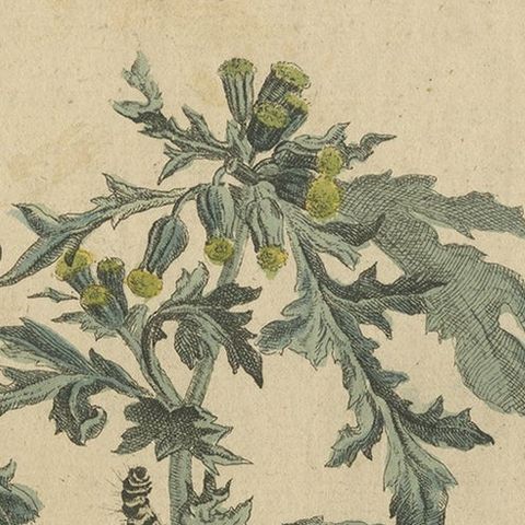 Rare and Beautiful Original Antique Print of Butterflies, 1774, close-up 1
