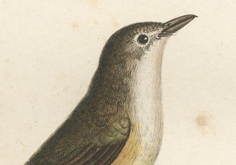 The White Golden Flycatcher - 'Le Moucherolle doré' Antique Ornithological Print, close-up 1