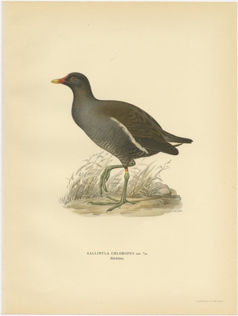 Antique Bird Print of the Common Moorhen by Von Wright '1929', view 4