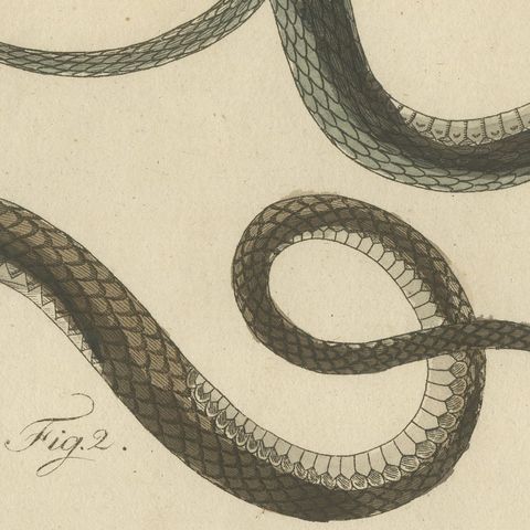 Three Slender Snakes, Antique Bertuch Print, Vienna, circa 1805, close-up 4