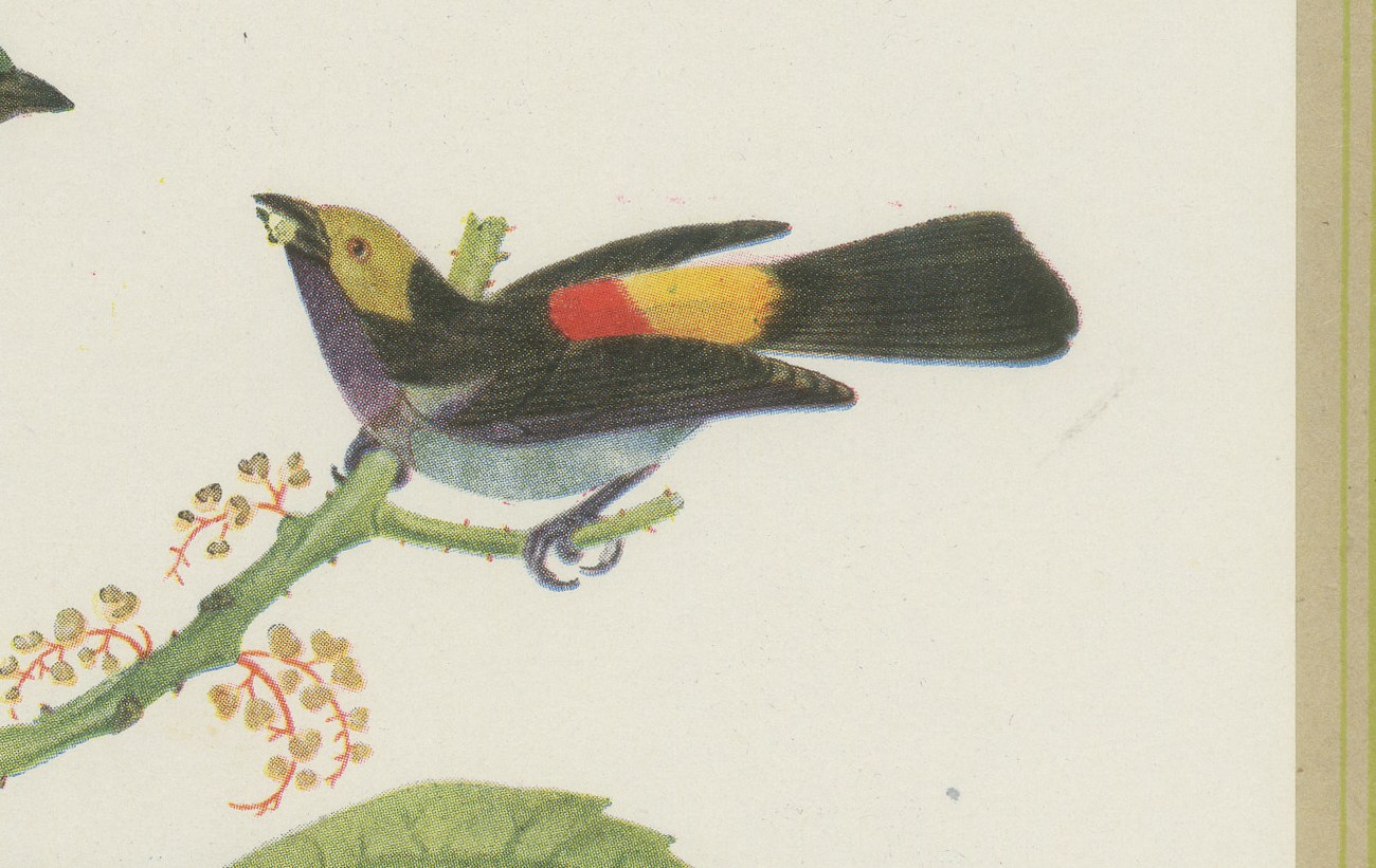 Tanagers and Warblers, Brazilian Bird Print, Descourtilz, 1944, view 4