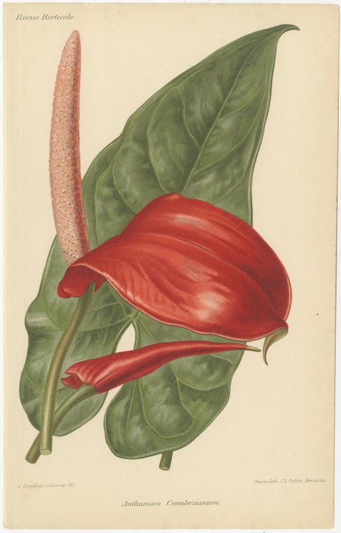 Exquisite Flora: A Chromolithographic Collection from the Revue Horticole, 1855, view 7