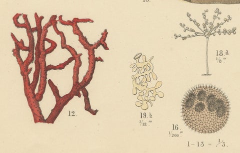 Corals & Jellyfish Print: Medusa, Anemone, Corals, Ctenophores, Antique 1867, close-up 4