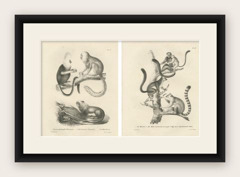Golden-crested, Lion Tamarin & Lemur Species, Lithographs by C.C. Last, 1836, shown framed