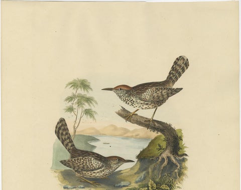 Two Allied Wrens Antique Bird Print Made after D.G. Elliot, 1869, view 3