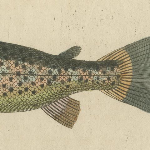 Five Trout with Salmon Trout and Alpine Char, Antique Bertuch Print, circa 1805, close-up 5