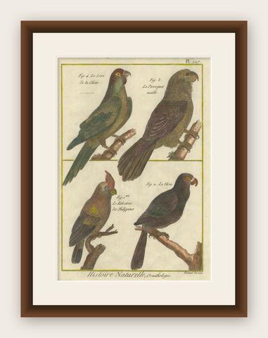 Exotic Parrots from the 18th Century: Hand-Colored Engraving by Robert Benard, shown framed