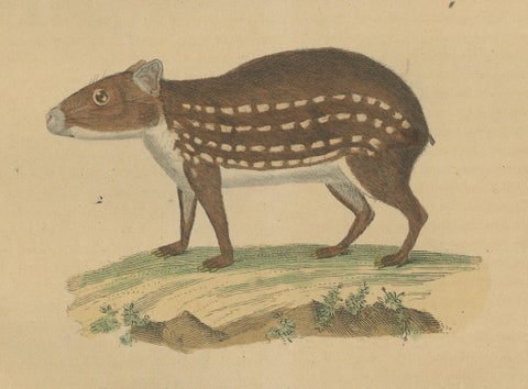 Tropical Rodents: The Agile Agouti and the Spotted Paca, 1845, close-up 1