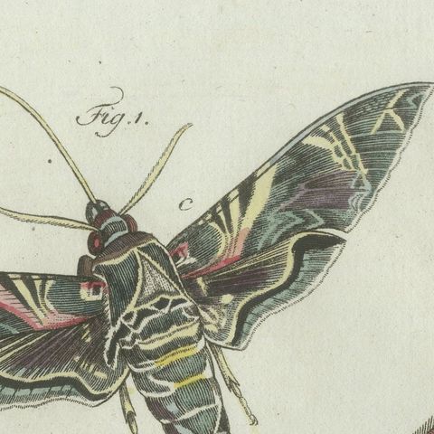 Original Antique Print of Exotic Moths and Caterpillars by Bertuch, c. 1800, close-up 6